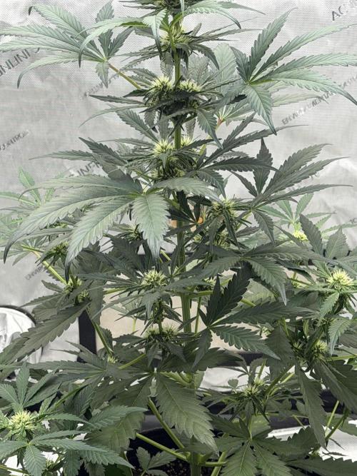 Mephisto Frost Factory. Week 6