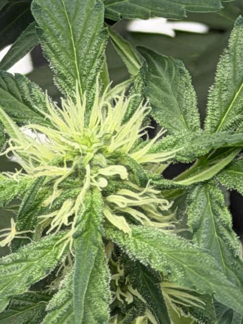 Mephisto Frost Factory. Week 6