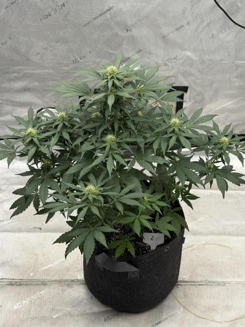 Mephisto Frost Factory. Week 6