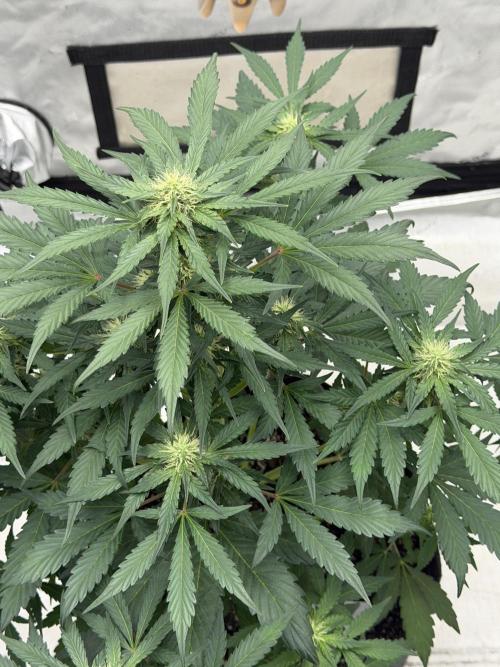 Mephisto Frost Factory. Week 6