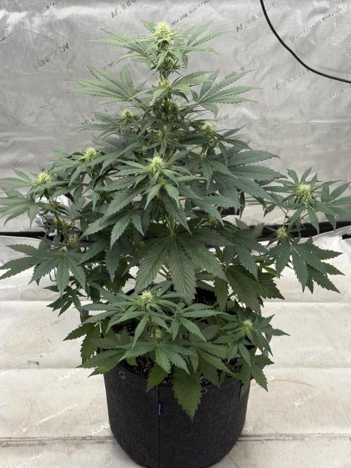 Mephisto Frost Factory. Week 6
