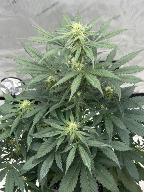 Mephisto Frost Factory. Week 6