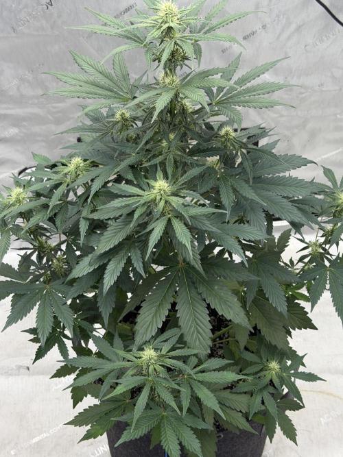 Mephisto Frost Factory. Week 6