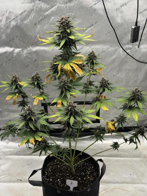 BlackBerry Auto - Fast Buds. Week 8