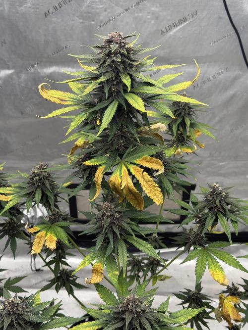 BlackBerry Auto - Fast Buds. Week 8