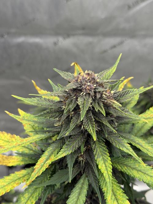 BlackBerry Auto - Fast Buds. Week 8