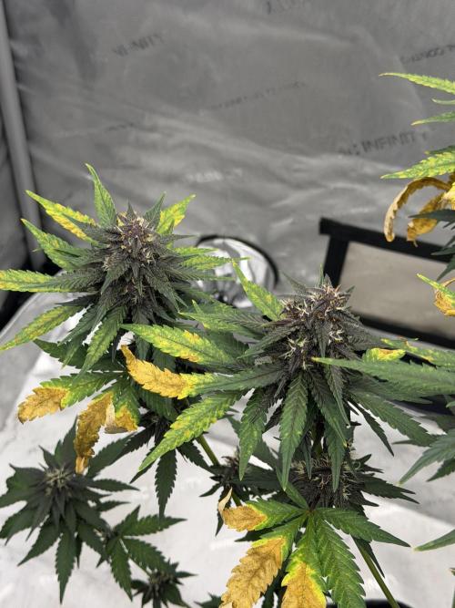 BlackBerry Auto - Fast Buds. Week 8