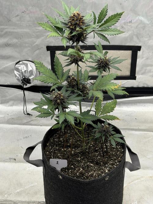 BlackBerry Auto - Fast Buds. Week 8