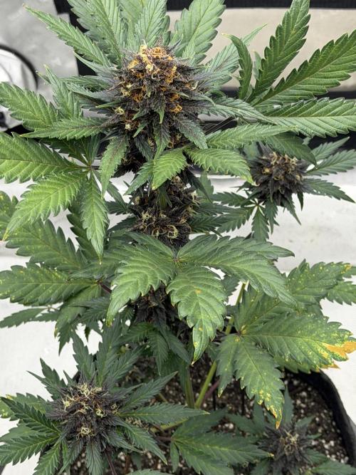 BlackBerry Auto - Fast Buds. Week 8