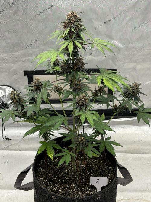 BlackBerry Auto - Fast Buds. Week 8