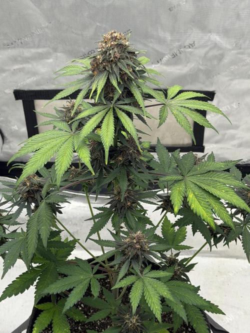BlackBerry Auto - Fast Buds. Week 8