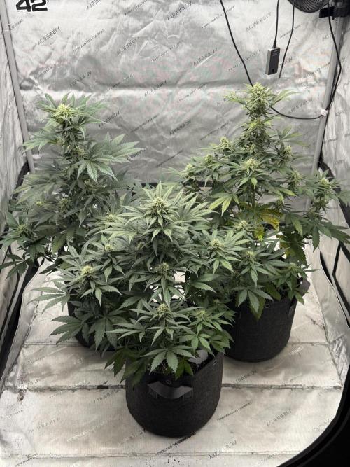 Mephisto Frost Factory. Week 7