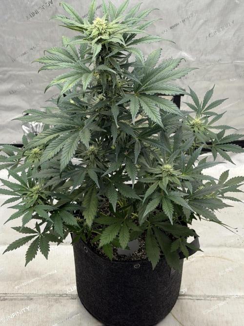 Mephisto Frost Factory. Week 7