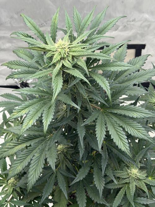 Mephisto Frost Factory. Week 7