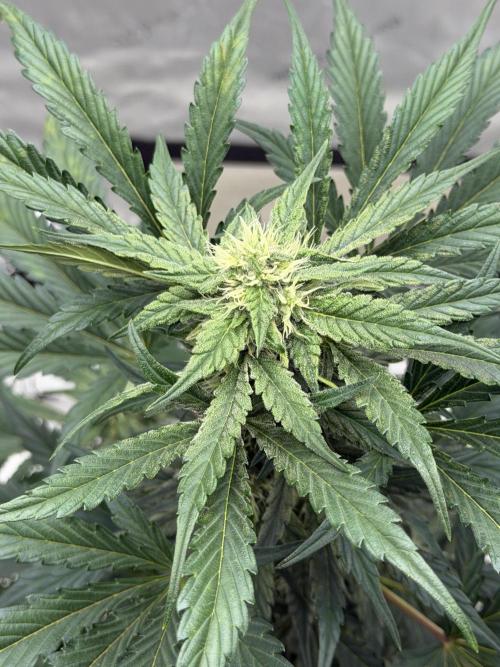 Mephisto Frost Factory. Week 7