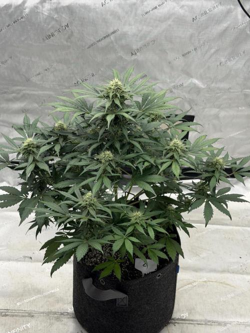 Mephisto Frost Factory. Week 7