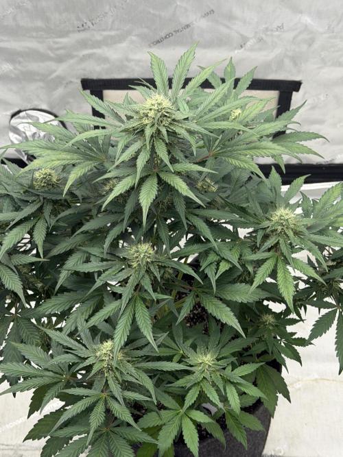 Mephisto Frost Factory. Week 7