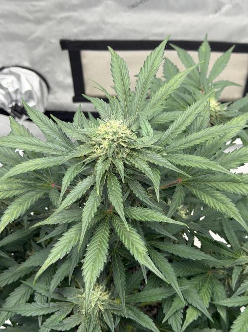 Mephisto Frost Factory. Week 7