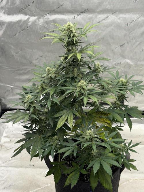 Mephisto Frost Factory. Week 7