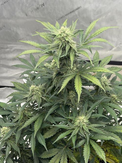 Mephisto Frost Factory. Week 7