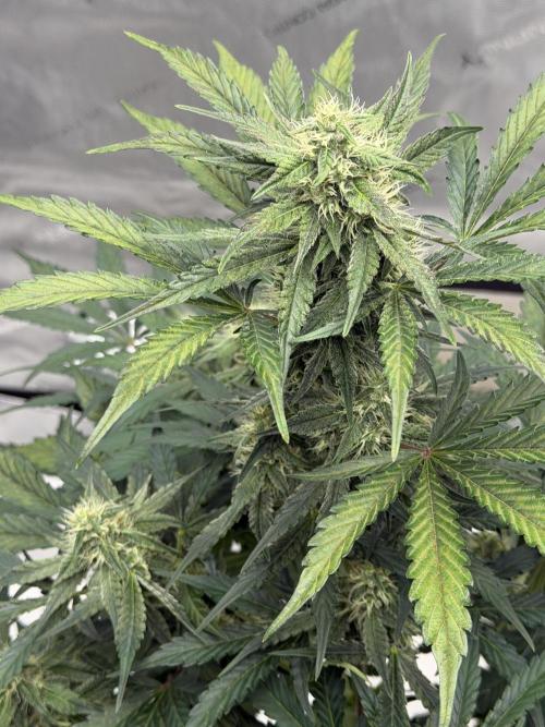 Mephisto Frost Factory. Week 7