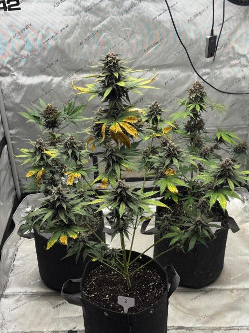 BlackBerry Auto - Fast Buds. Week 9