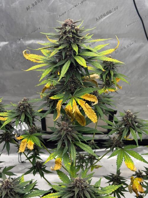 BlackBerry Auto - Fast Buds. Week 9