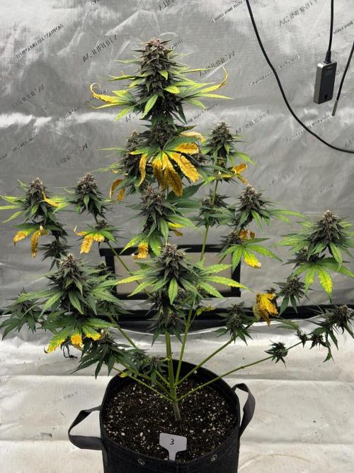 BlackBerry Auto - Fast Buds. Week 9