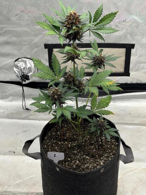 BlackBerry Auto - Fast Buds. Week 9