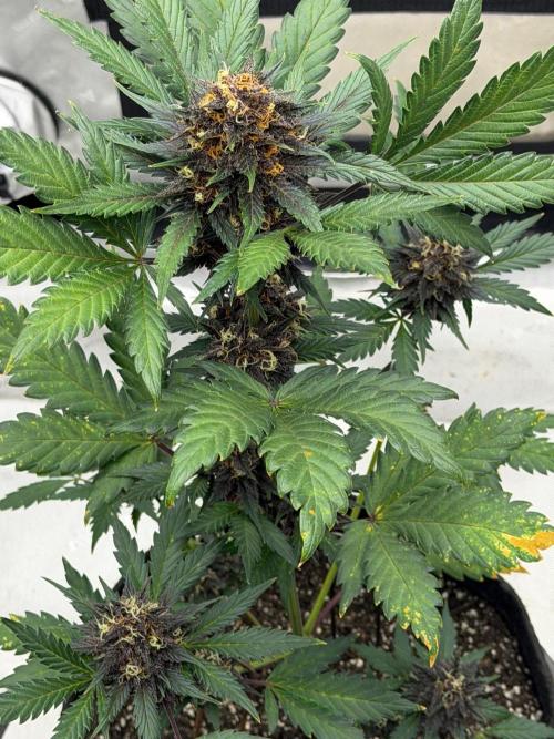 BlackBerry Auto - Fast Buds. Week 9