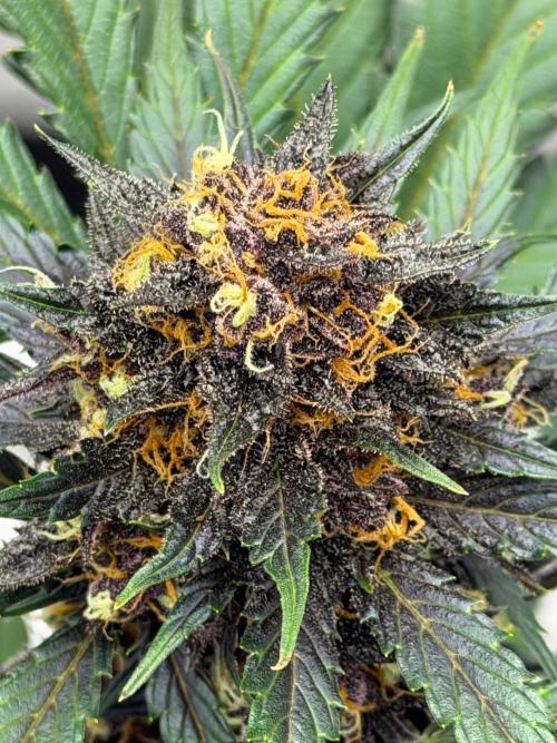 BlackBerry Auto - Fast Buds. Week 9
