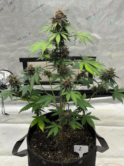 BlackBerry Auto - Fast Buds. Week 9