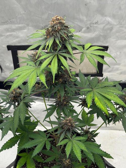 BlackBerry Auto - Fast Buds. Week 9