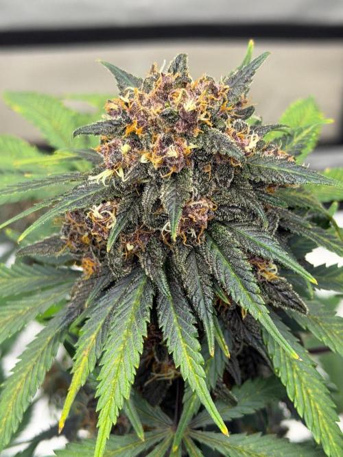 BlackBerry Auto - Fast Buds. Week 9
