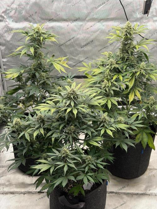 Mephisto Frost Factory. Week 8