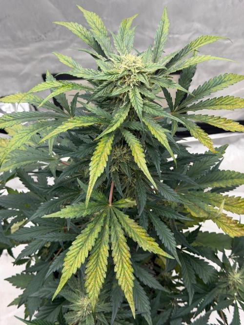 Mephisto Frost Factory. Week 8