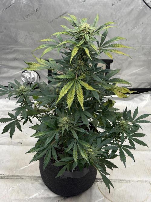 Mephisto Frost Factory. Week 8