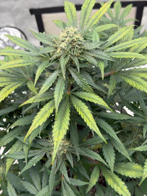 Mephisto Frost Factory. Week 8
