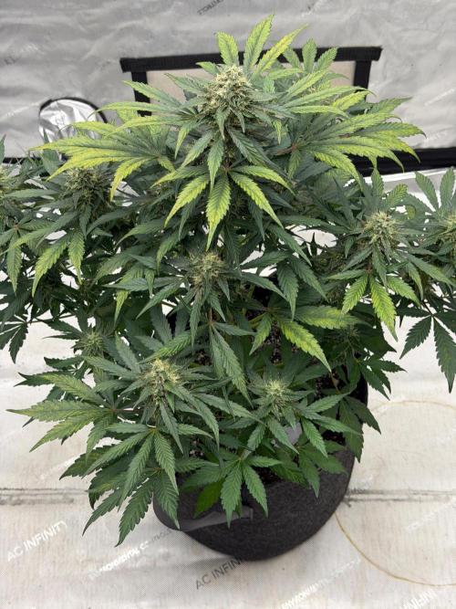 Mephisto Frost Factory. Week 8