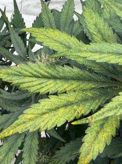 Mephisto Frost Factory. Week 8