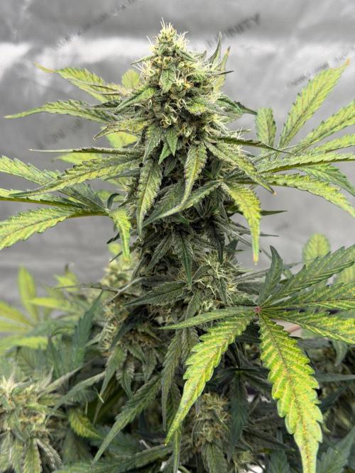 Mephisto Frost Factory. Week 8