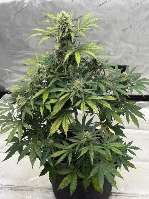 Mephisto Frost Factory. Week 8