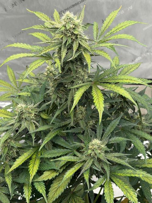 Mephisto Frost Factory. Week 8