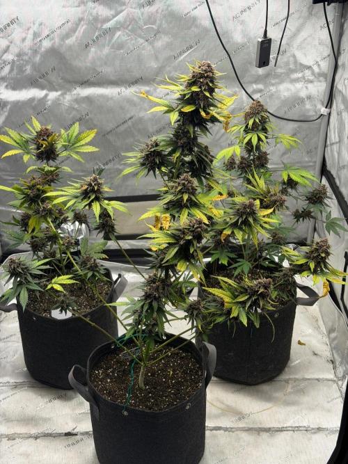 BlackBerry Auto - Fast Buds. Week 10