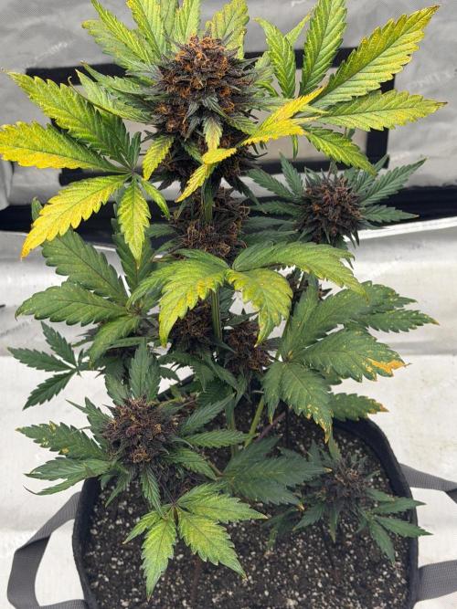 BlackBerry Auto - Fast Buds. Week 10