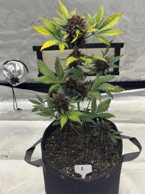 BlackBerry Auto - Fast Buds. Week 10