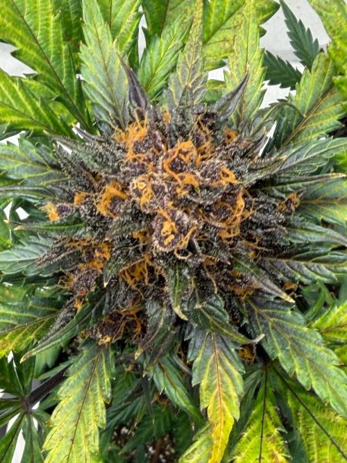 BlackBerry Auto - Fast Buds. Week 10