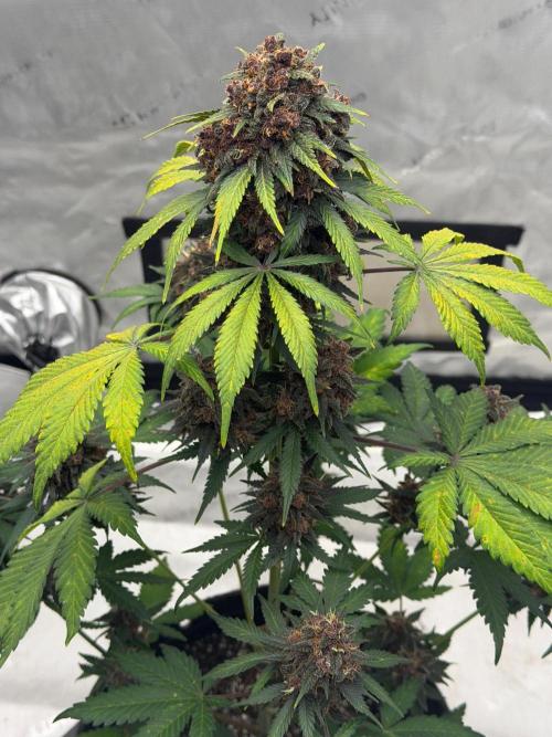BlackBerry Auto - Fast Buds. Week 10