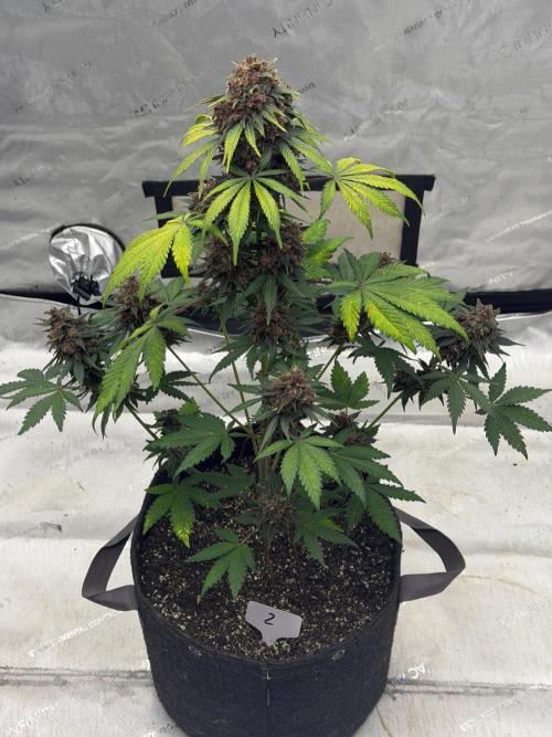 BlackBerry Auto - Fast Buds. Week 10