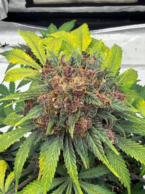 BlackBerry Auto - Fast Buds. Week 10